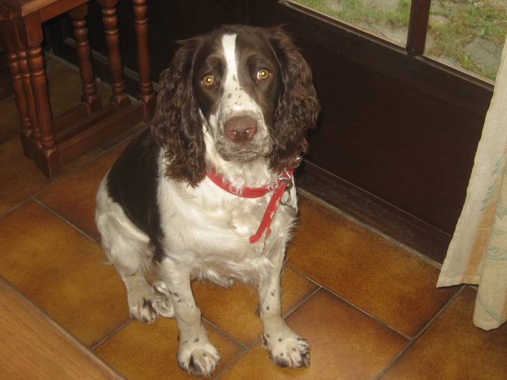 Isis - Springer Anglais (7 mois)