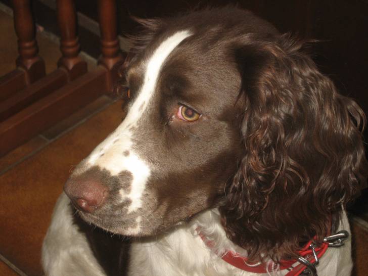 Isis - Springer Anglais (7 mois)