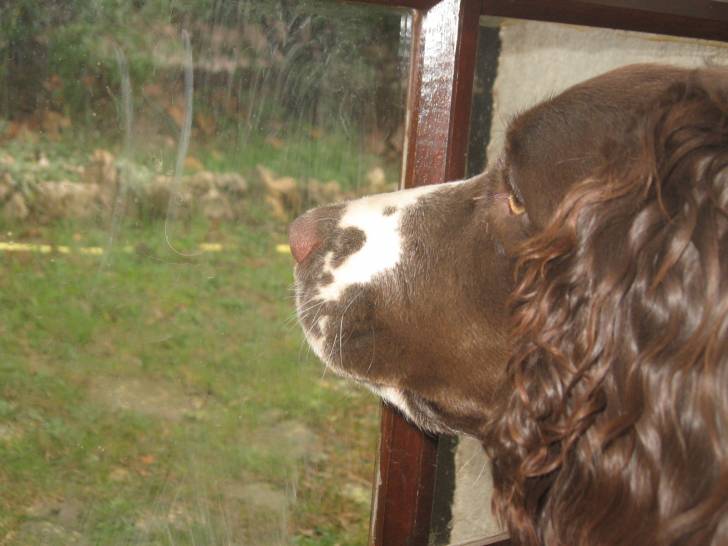 Isis - Springer Anglais (7 mois)
