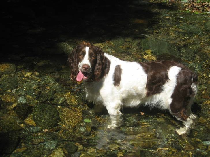 Isis - Springer Anglais (1 an)