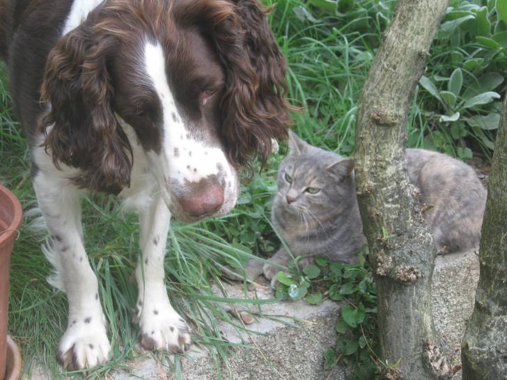 Isis et Petit Ya - Springer Anglais (1 an)