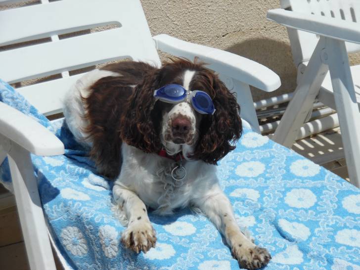 Isis - Springer Anglais (2 ans)