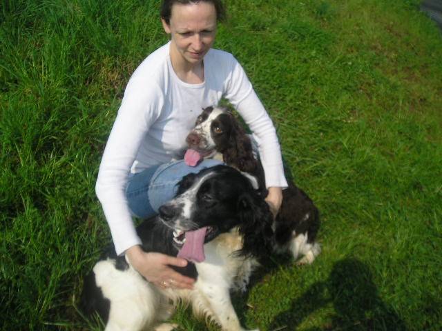 altesse et alto,english springer spaniel - Springer Anglais