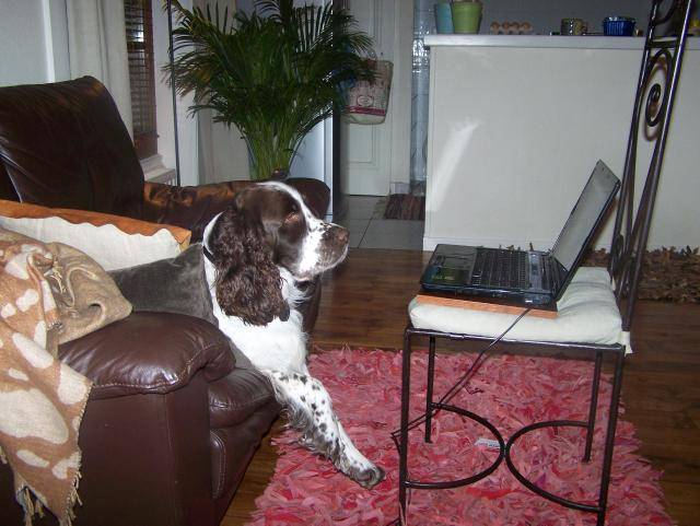 springer anglais Nach - Springer Anglais