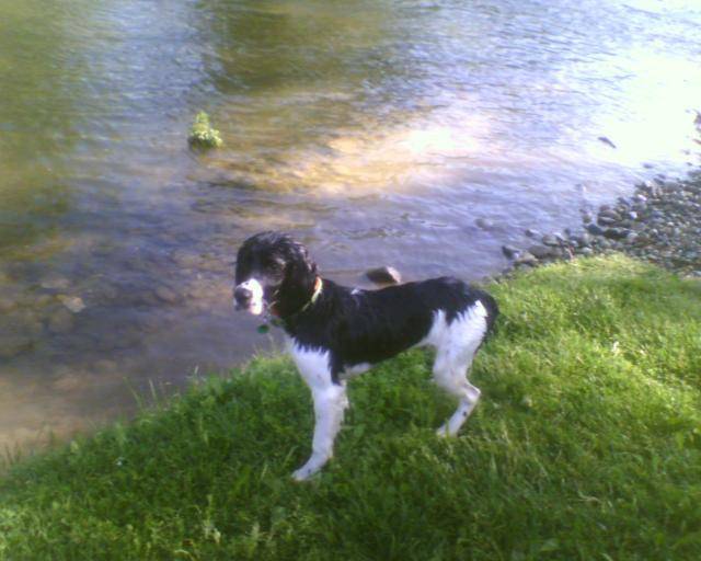 springer anglais pato - Springer Anglais