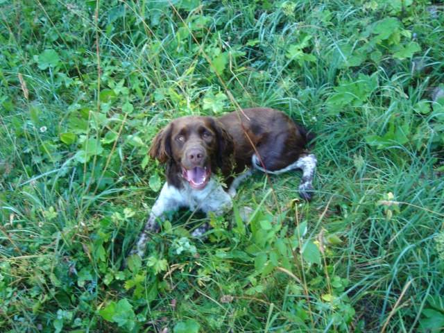 springer anglais dollar - Springer Anglais