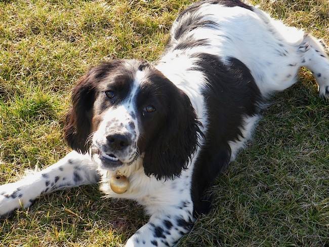 Diana Springer Spaniel de 1 an - Springer Anglais