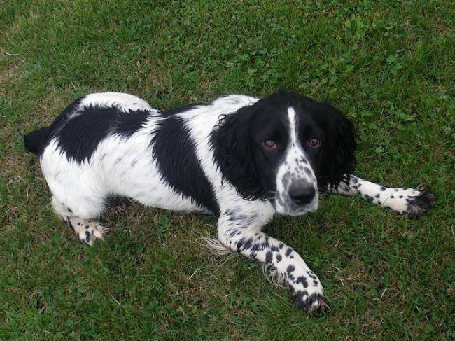 Diana - Springer Anglais