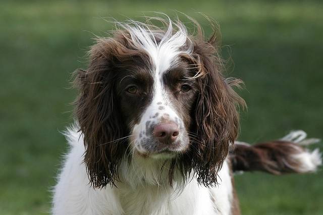 Springer spaniel - Springer Anglais