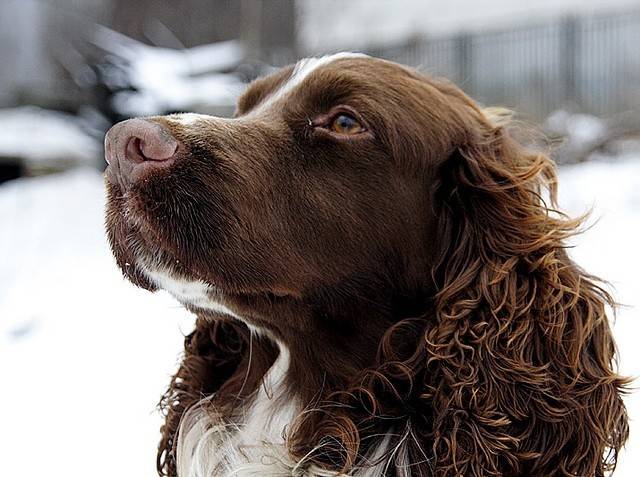 Beau portrait Springer Anglais - Springer Anglais