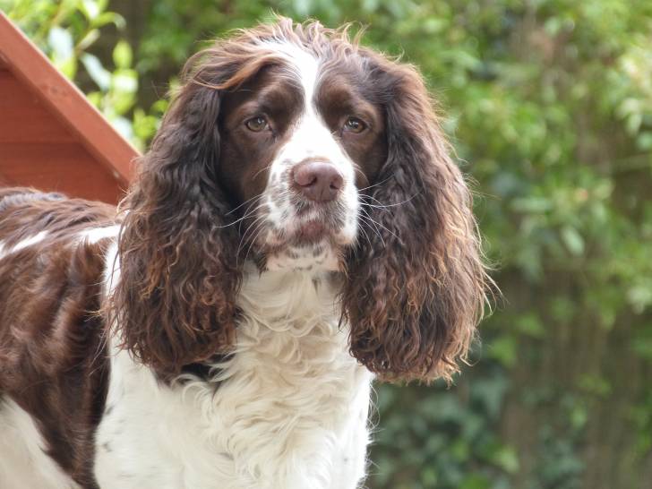 Hévéa - Springer Anglais (4 ans)