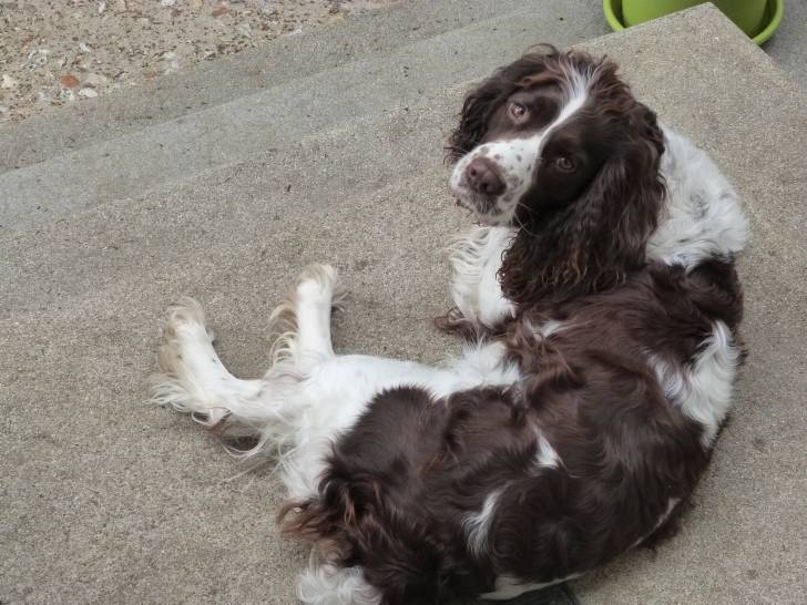 Hévéa - Springer Anglais (4 ans)