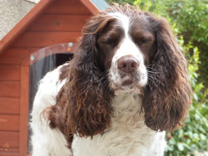 Hévéa - Springer Anglais (4 ans)