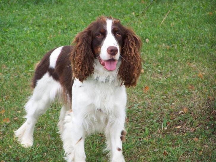 Springer anglais - Springer Anglais