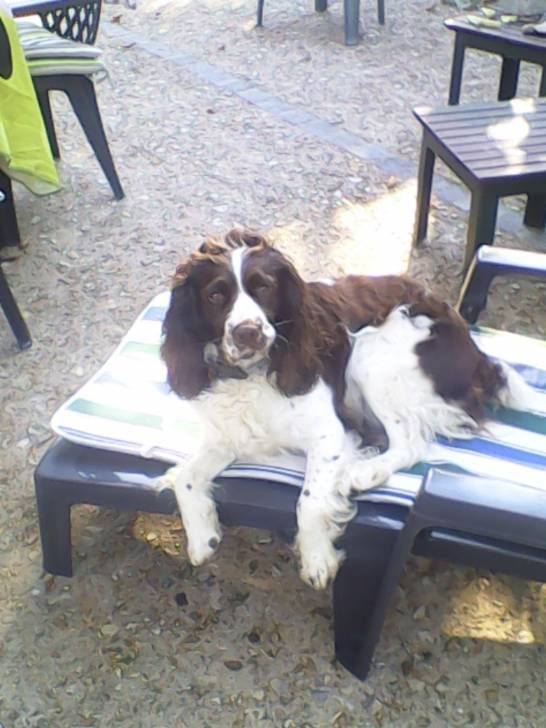 hévéa - Springer Anglais (4 ans)