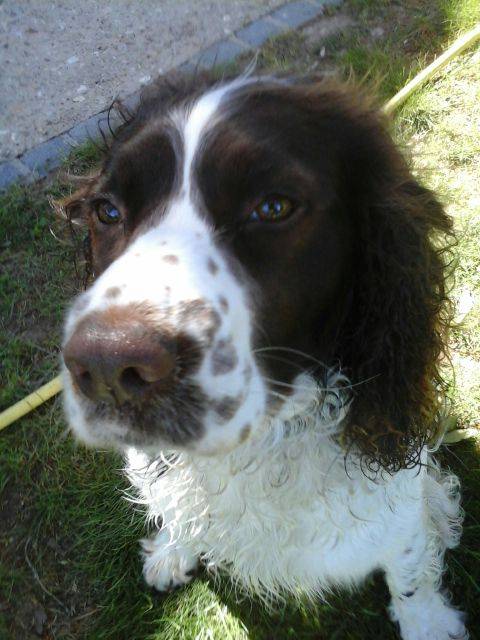 hévéa - Springer Anglais (4 ans)