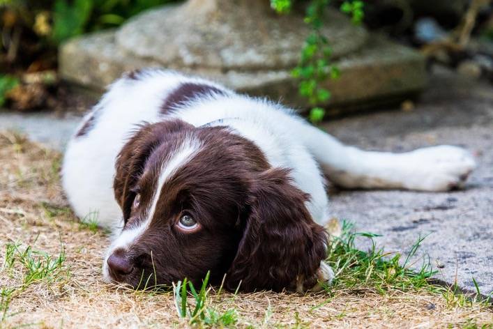 Photo Springer Anglais