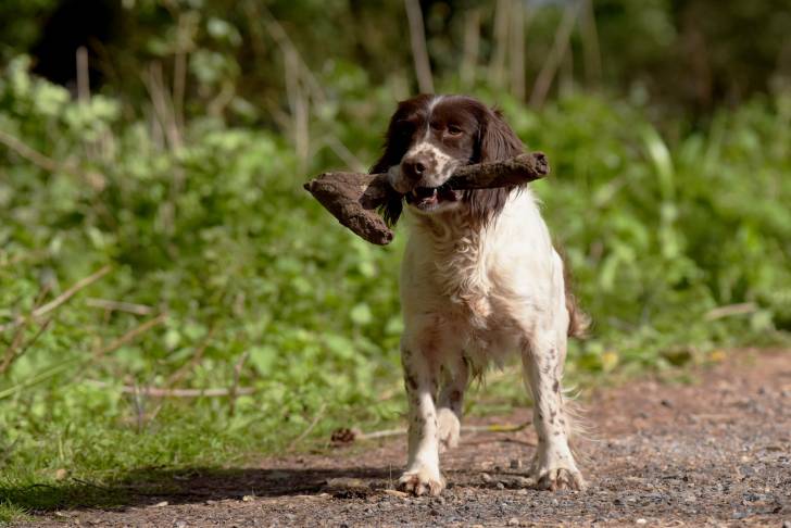 Photo Springer Anglais
