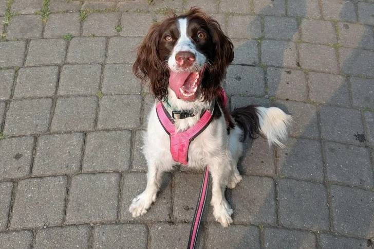 Un Springer Anglais assis sur un sol pavé et qui est tenu en laisse 