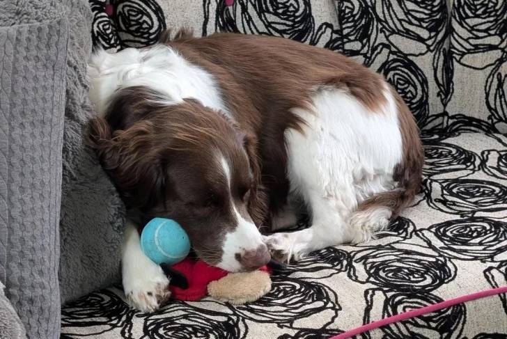 Un Springer Anglais allongé sur un canapé et semblant dormir 