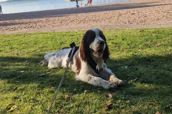 Un Springer Anglais allongé sur une surface herbacée et qui est tenu en laisse 