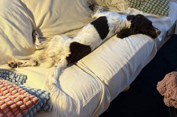 Un Springer Anglais allongé sur un canapé et smblant détendu 