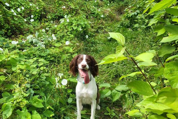 Un Springer Anglais assis sur une surface herbacée et ayant la langue pendante