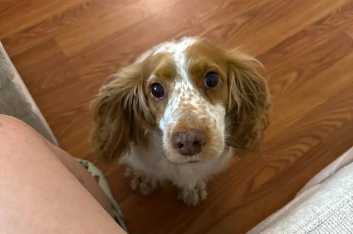 Un Springer Anglais assis sur un plancher et semblant détendu 