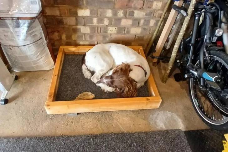 Un Springer Anglais allongé et portant un collier autour du cou