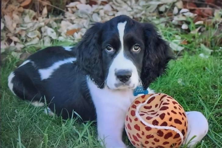 Un Springer Anglais allongé sur un terrain herbeux et portant un collier autour du cou