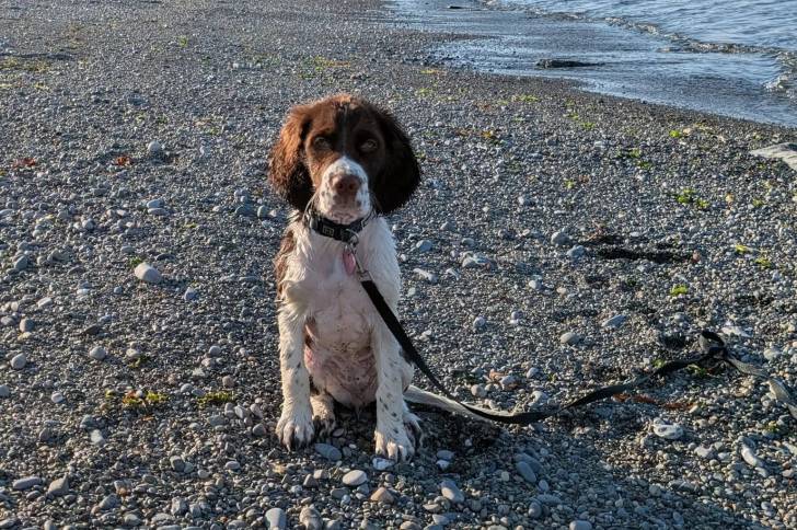 Un Springer Anglais assis sur une berge et qui est tenu en laisse 