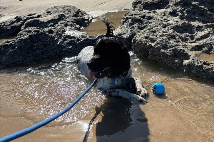 Un Springer Anglais ayant la langue pendante et qui est tenu en laisse 