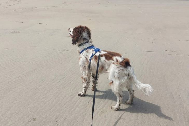 Un Springer Anglais sur une surface sableuse et qui est tenu en laisse 