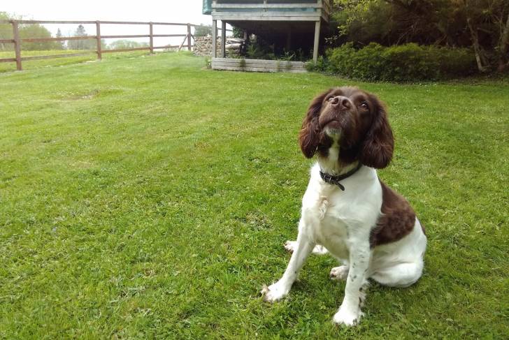 Un Springer Anglais assis sur une surface gazonnée et portant un collier autour du cou