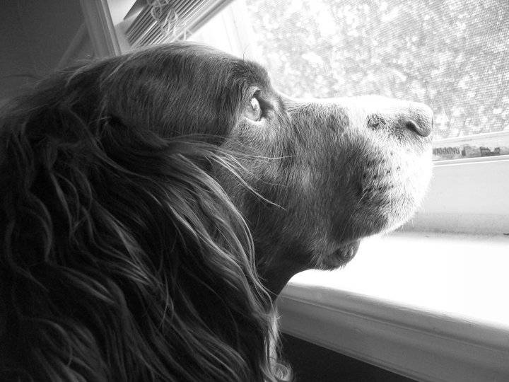 buddie - Springer Anglais Mâle (10 ans)