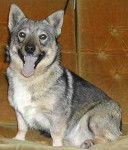 Vastgötaspets - Vallhund Suédois