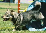 Photo Vallhund Suédois