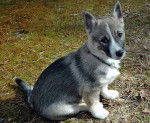 Photo Vallhund Suédois