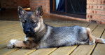 Axel - Vallhund Suédois Mâle