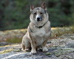 Photo Vallhund Suédois