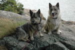 Photo Vallhund Suédois