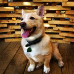 Photo Vallhund Suédois