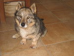 Photo Vallhund Suédois