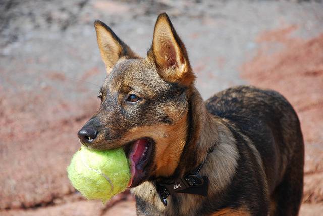 Pallo - Vallhund Suédois Mâle