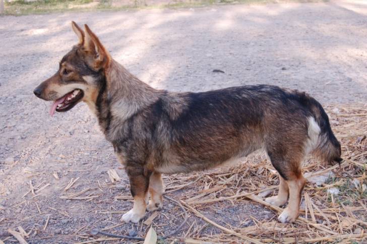 Photo Vallhund Suédois