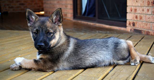 Axel - Vallhund Suédois Mâle
