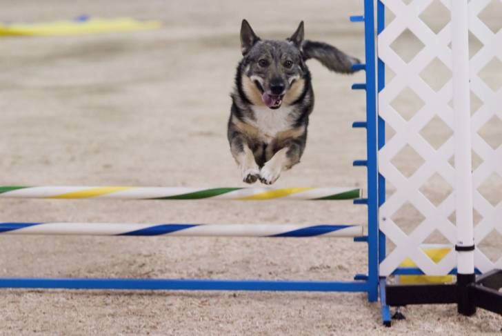 Photo Vallhund Suédois