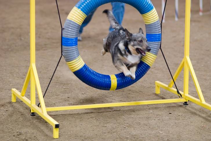 Photo Vallhund Suédois