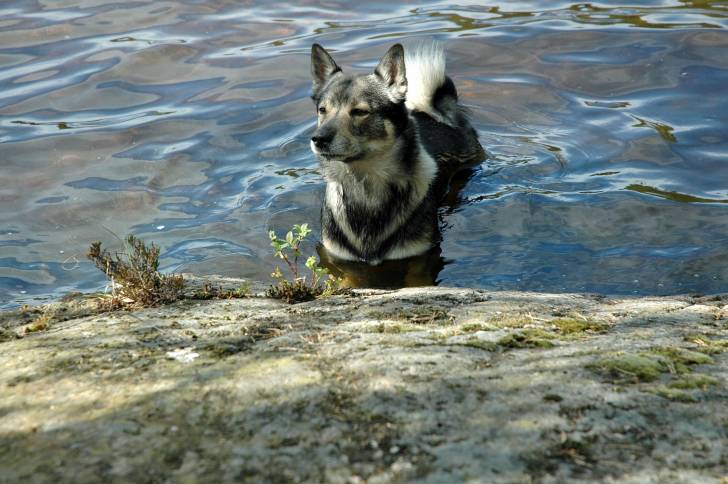 Photo Vallhund Suédois