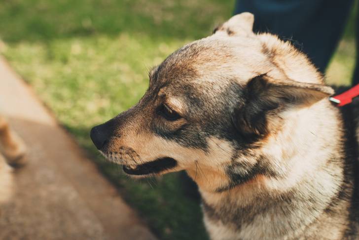 Photo Vallhund Suédois